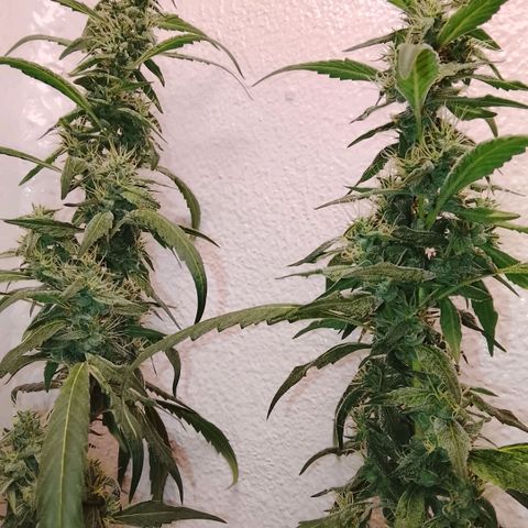 Botafumeiros growlog photo: 6 dias para colheita!!!