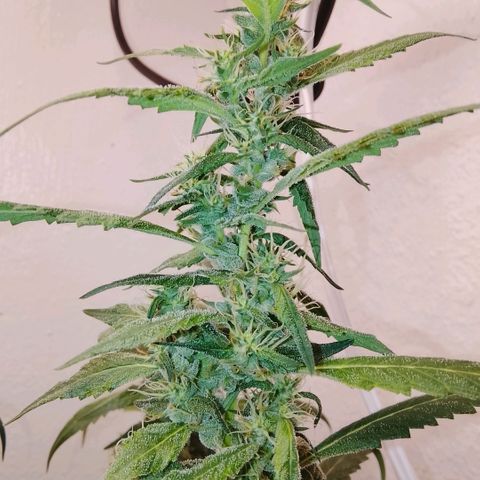 Botafumeiros growlog photo: 6 dias para colheita!!!