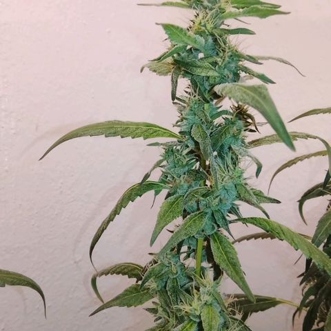 Botafumeiros growlog photo: 6 dias para colheita!!!
