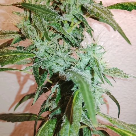 Botafumeiros growlog photo: 6 dias para colheita!!!