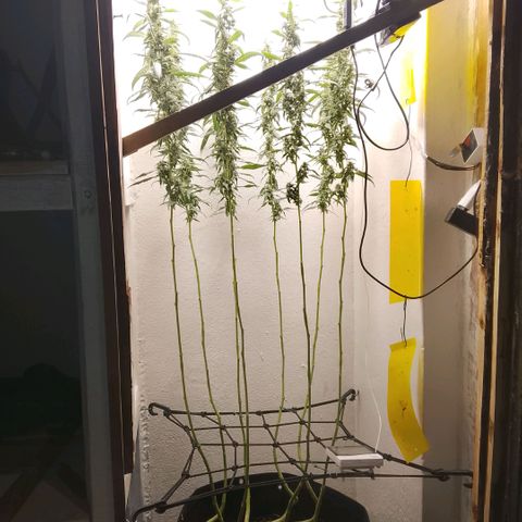Botafumeiros growlog photo: ultimo manejo