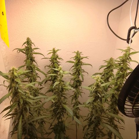Botafumeiros growlog photo: ultimo manejo