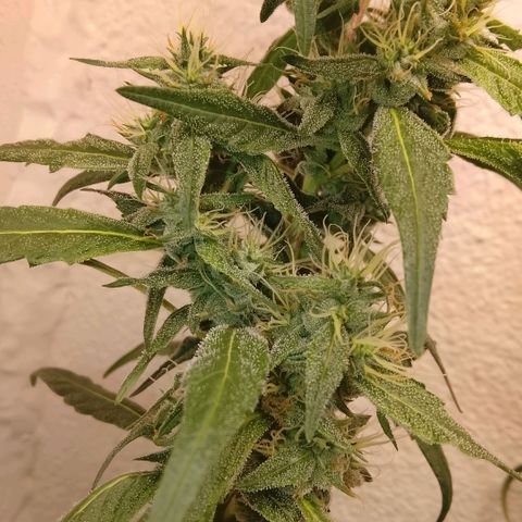 Botafumeiros growlog photo: ultimo manejo