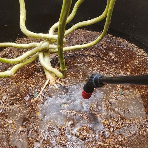 Botafumeiros growlog photo: ultimo manejo
