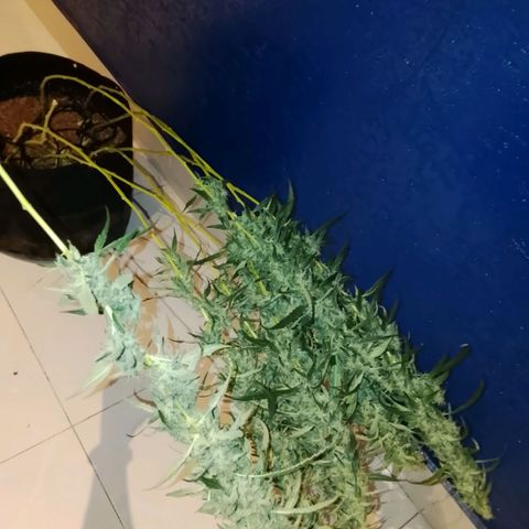 Botafumeiros growlog photo: satisfação!