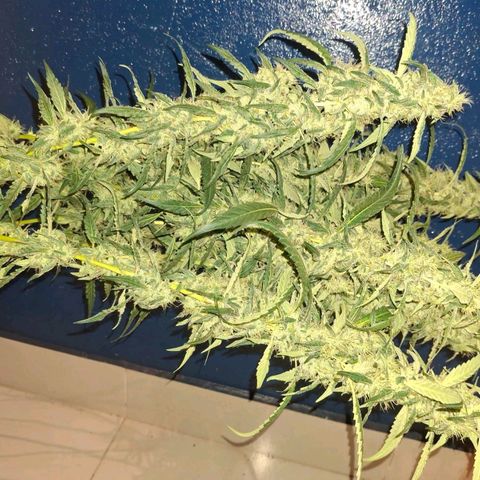 Botafumeiros growlog photo: satisfação!