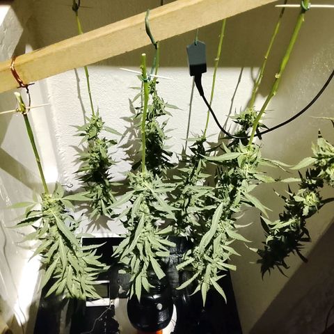 Botafumeiros growlog photo: satisfação!