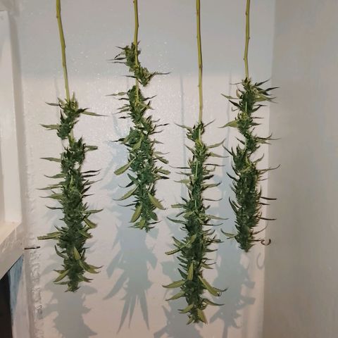 Botafumeiros growlog photo: satisfação!