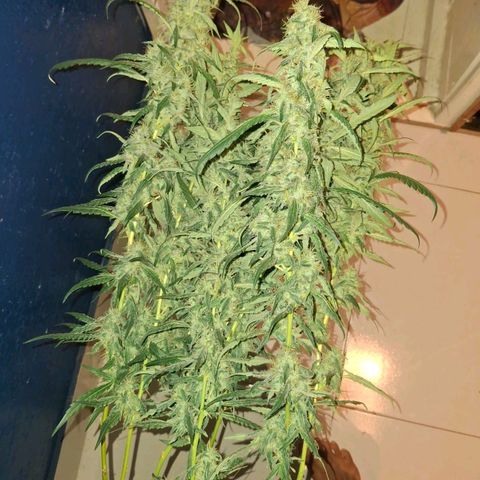 Botafumeiros growlog photo: satisfação!