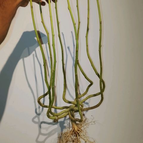 Botafumeiros growlog photo: satisfação!