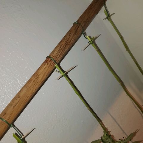 Botafumeiros growlog photo: satisfação!