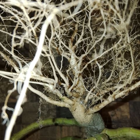 Botafumeiros growlog photo: satisfação!