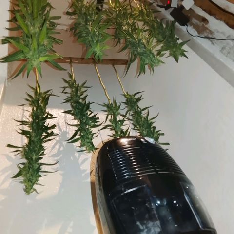 Botafumeiros growlog photo: satisfação!