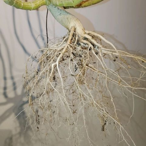 Botafumeiros growlog photo: satisfação!