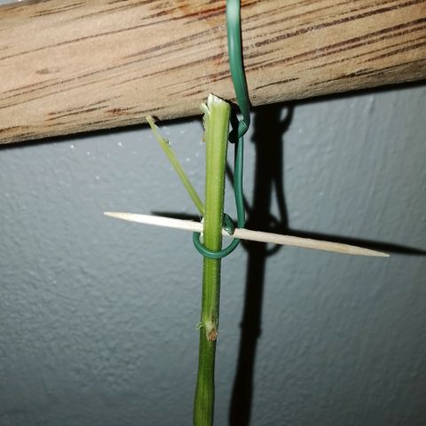 Botafumeiros growlog photo: satisfação!