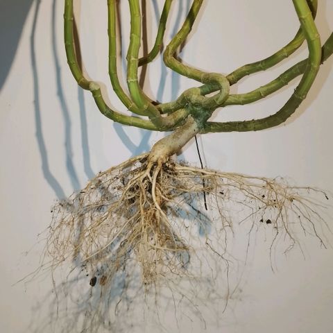 Botafumeiros growlog photo: satisfação!