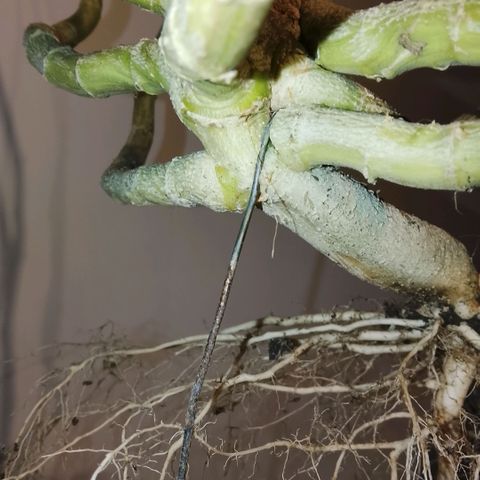 Botafumeiros growlog photo: satisfação!
