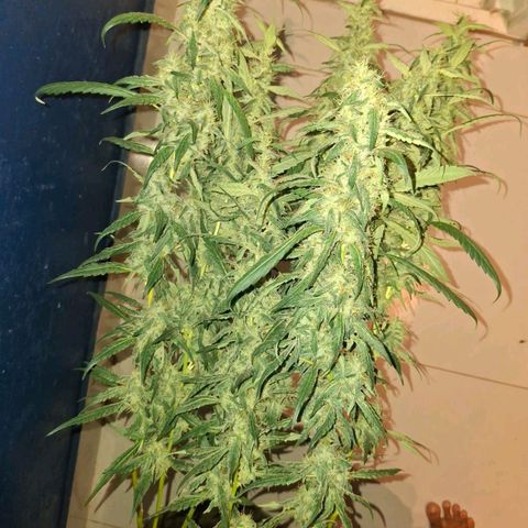 Botafumeiros growlog photo: satisfação!