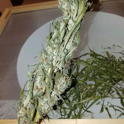 Botafumeiros growlog timeline photo