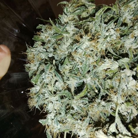 Botafumeiros growlog timeline photo