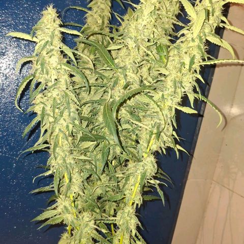 Botafumeiros growlog timeline photo