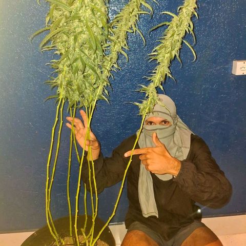 Botafumeiros growlog timeline photo
