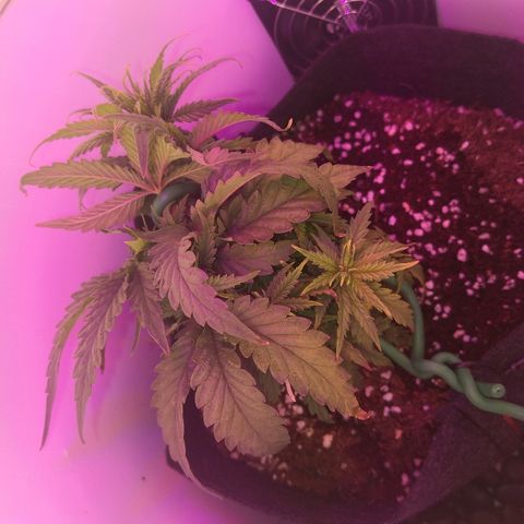 Unknown strain growlog timeline photo