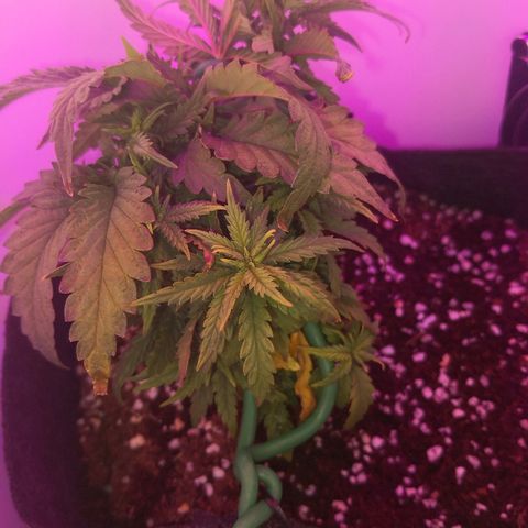 Unknown strain growlog timeline photo