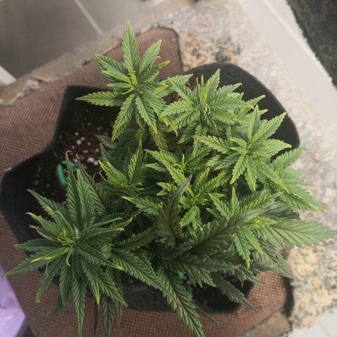 Unknown strain growlog photo: Looking better with more nutrients 