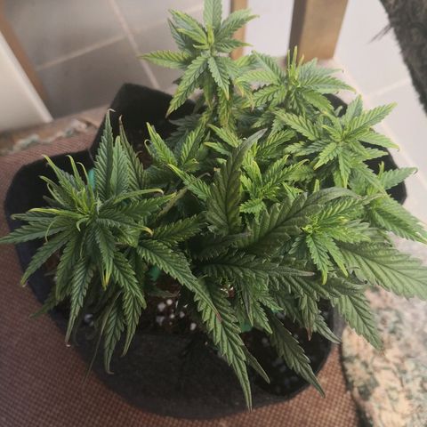 Unknown strain growlog photo: Looking better with more nutrients 