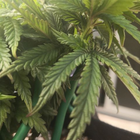 Unknown strain growlog photo: Looking better with more nutrients 