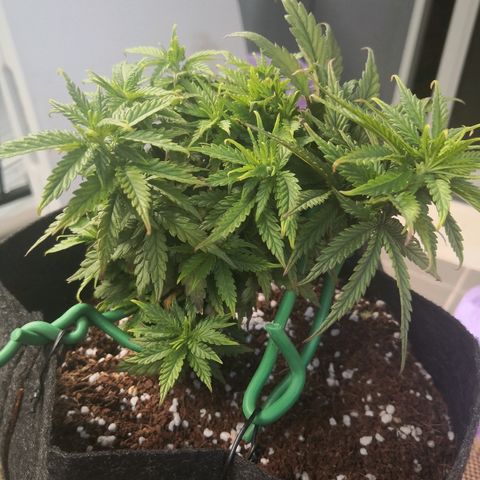 Unknown strain growlog photo: Looking better with more nutrients 