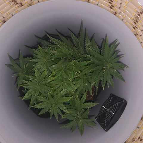 Unknown strain growlog photo: Thriving since upping nutes