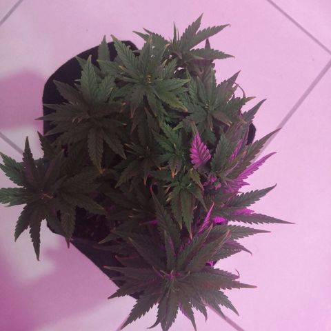 Unknown strain growlog photo: Thriving since upping nutes