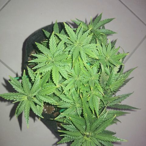 Unknown strain growlog photo: Thriving since upping nutes