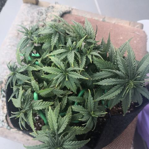 Unknown strain growlog timeline photo