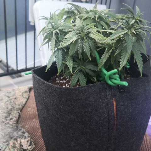 Unknown strain growlog timeline photo