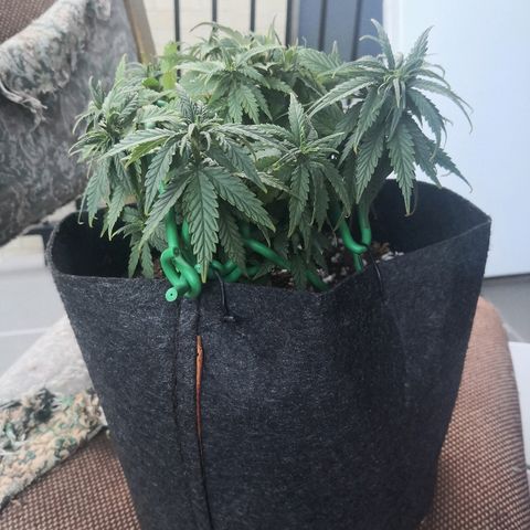 Unknown strain growlog timeline photo