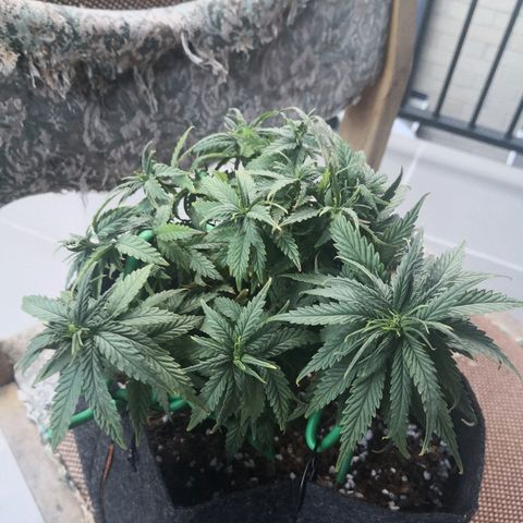 Unknown strain growlog timeline photo
