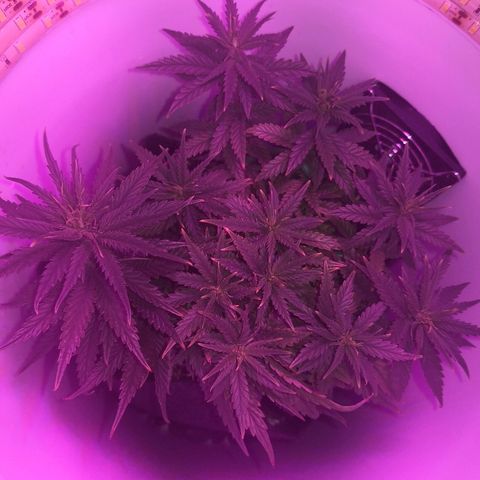Unknown strain growlog timeline photo