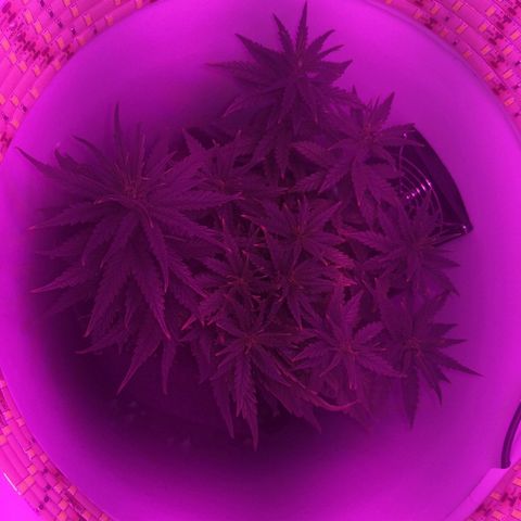 Unknown strain growlog timeline photo