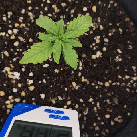 Unknown strain growlog photo: Transfer into big pot 