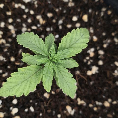 Unknown strain growlog photo: Transfer into big pot 