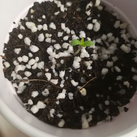 Unknown strain growlog photo: Sprouted