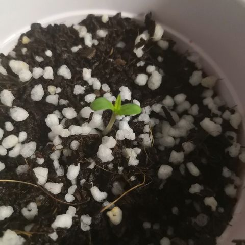 Unknown strain growlog photo: Sprouted