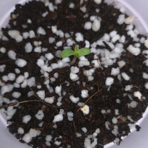 Unknown strain growlog photo: Sprouted
