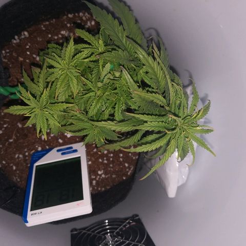 Unknown strain growlog timeline photo
