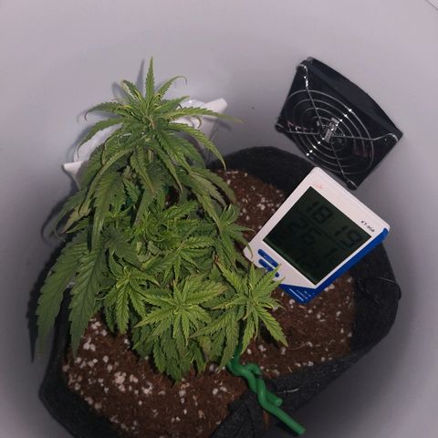 Unknown strain growlog timeline photo