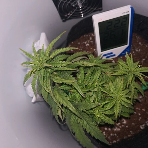 Unknown strain growlog timeline photo