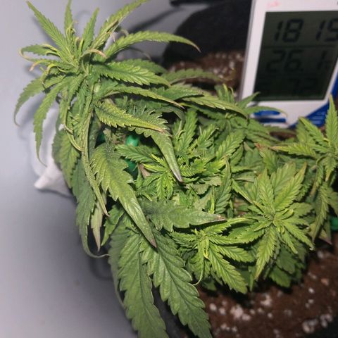 Unknown strain growlog timeline photo
